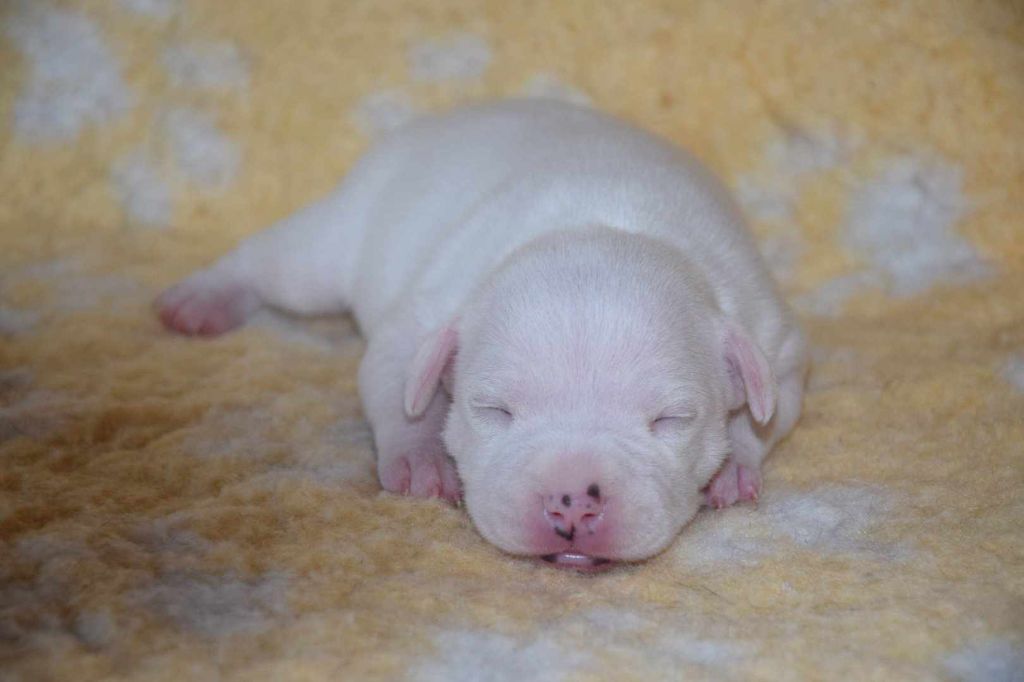 Du Royaume D'Alyah - Chiot disponible  - Staffordshire Bull Terrier