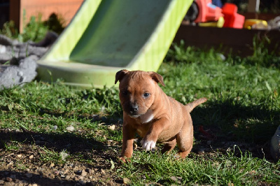 Du Royaume D'Alyah - Staffordshire Bull Terrier - Portée née le 09/11/2023