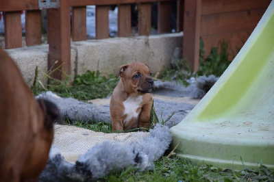 Du Royaume D'Alyah - Staffordshire Bull Terrier - Portée née le 09/11/2023