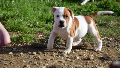 Du Royaume D'Alyah - Staffordshire Bull Terrier - Portée née le 21/09/2022