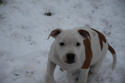 Du Royaume D'Alyah - Staffordshire Bull Terrier - Portée née le 01/11/2022