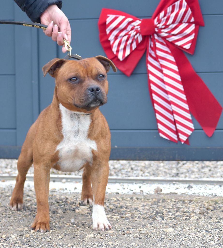 earthquake staff's Zeitgeist