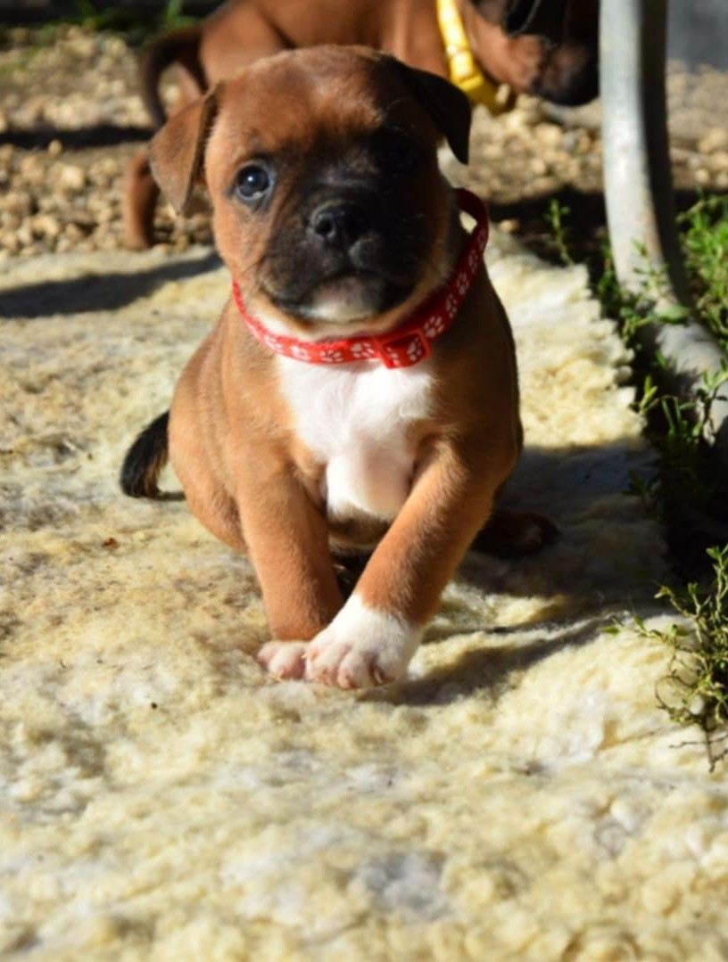 Du Royaume D'Alyah - Chiots disponibles - Staffordshire Bull Terrier