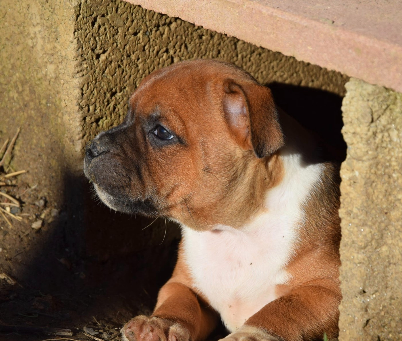 Du Royaume D'Alyah - Chiots disponibles - Staffordshire Bull Terrier
