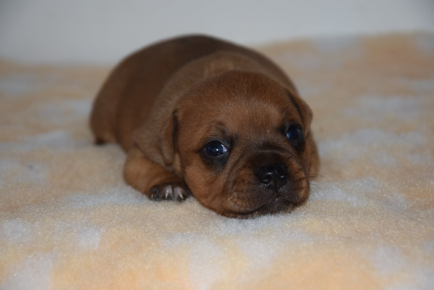 Du Royaume D'Alyah - Chiots disponibles - Staffordshire Bull Terrier