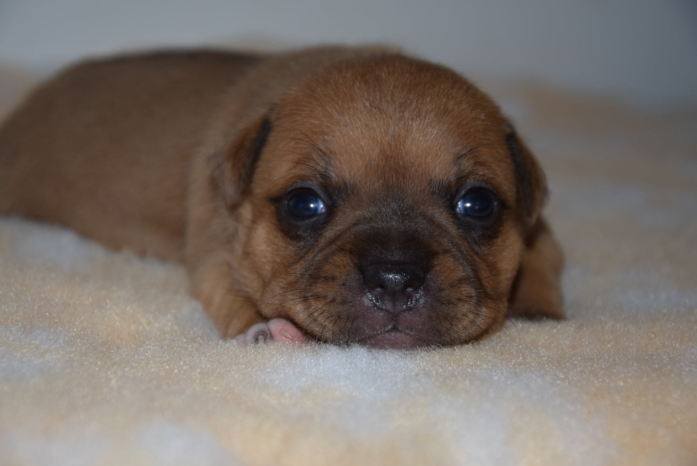 Du Royaume D'Alyah - Chiots disponibles - Staffordshire Bull Terrier