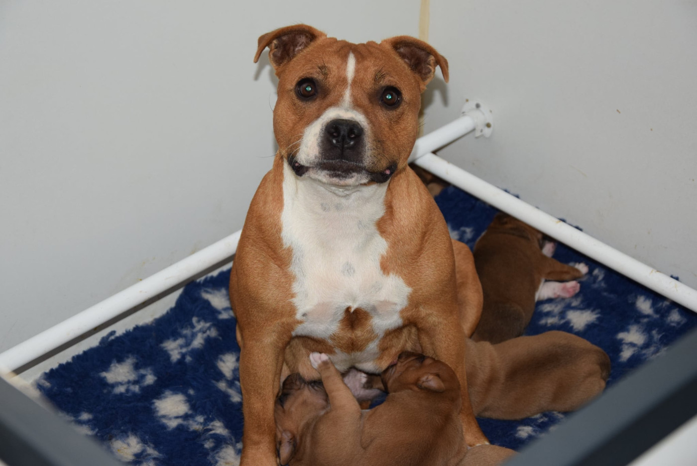Chiot Staffordshire Bull Terrier Du Royaume D'Alyah