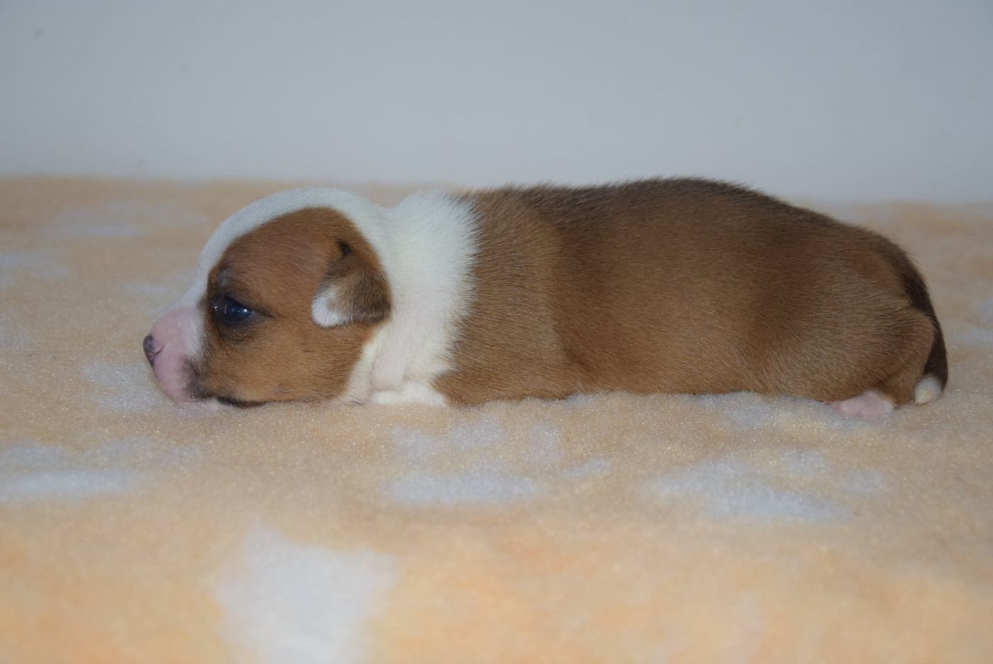Du Royaume D'Alyah - Chiots disponibles - Staffordshire Bull Terrier