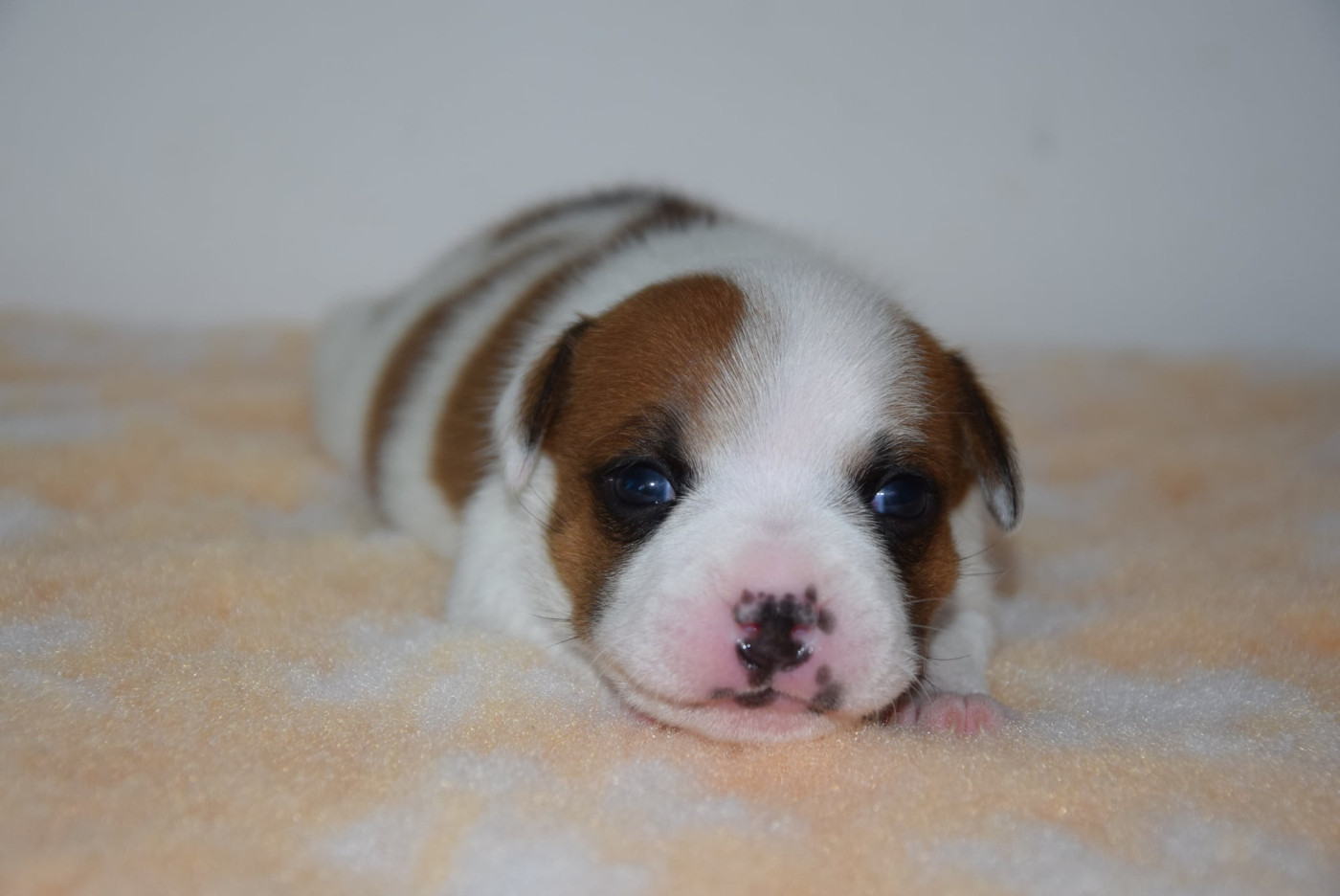 Du Royaume D'Alyah - Chiots disponibles - Staffordshire Bull Terrier
