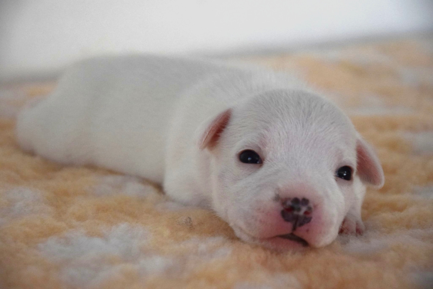 Du Royaume D'Alyah - Chiots disponibles - Staffordshire Bull Terrier