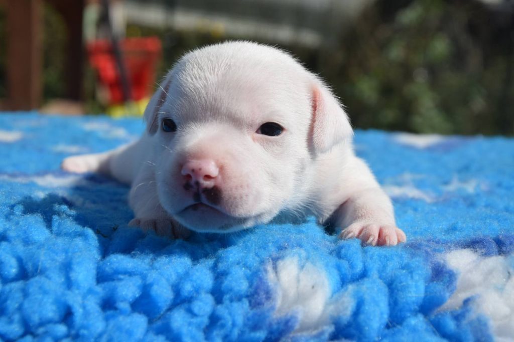 Du Royaume D'Alyah - Chiots disponibles - Staffordshire Bull Terrier