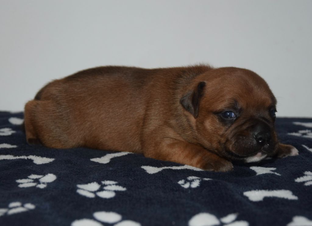 Du Royaume D'Alyah - Chiots disponibles - Staffordshire Bull Terrier