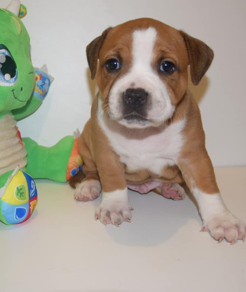 Du Royaume D'Alyah - Staffordshire Bull Terrier - Portée née le 24/09/2022