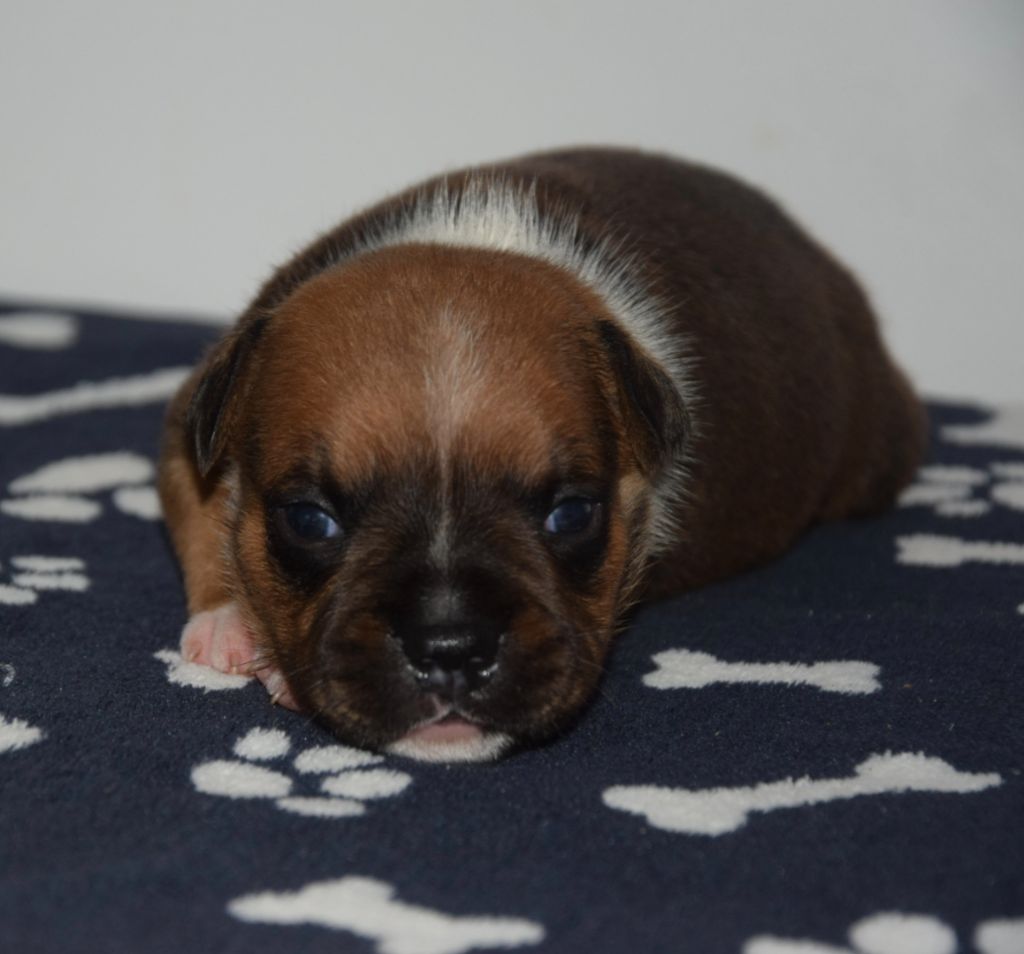 Du Royaume D'Alyah - Chiots disponibles - Staffordshire Bull Terrier