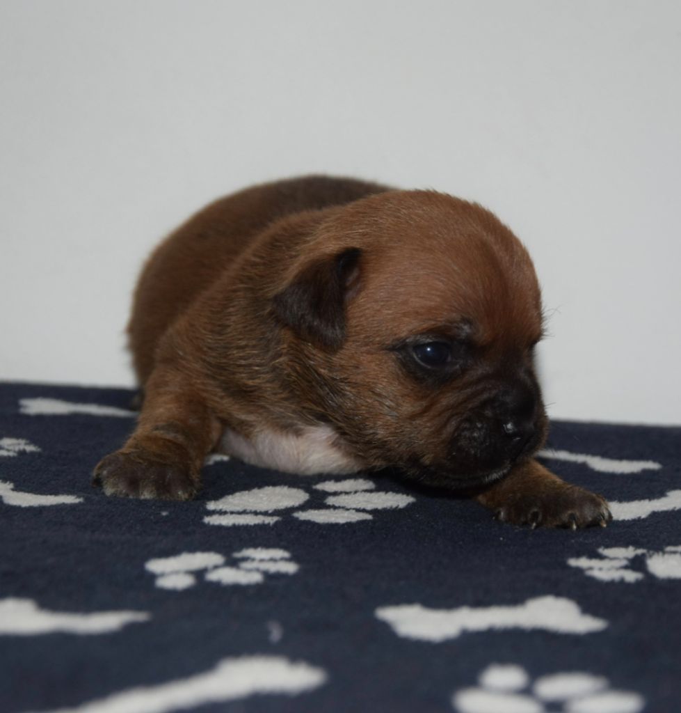 Du Royaume D'Alyah - Chiots disponibles - Staffordshire Bull Terrier