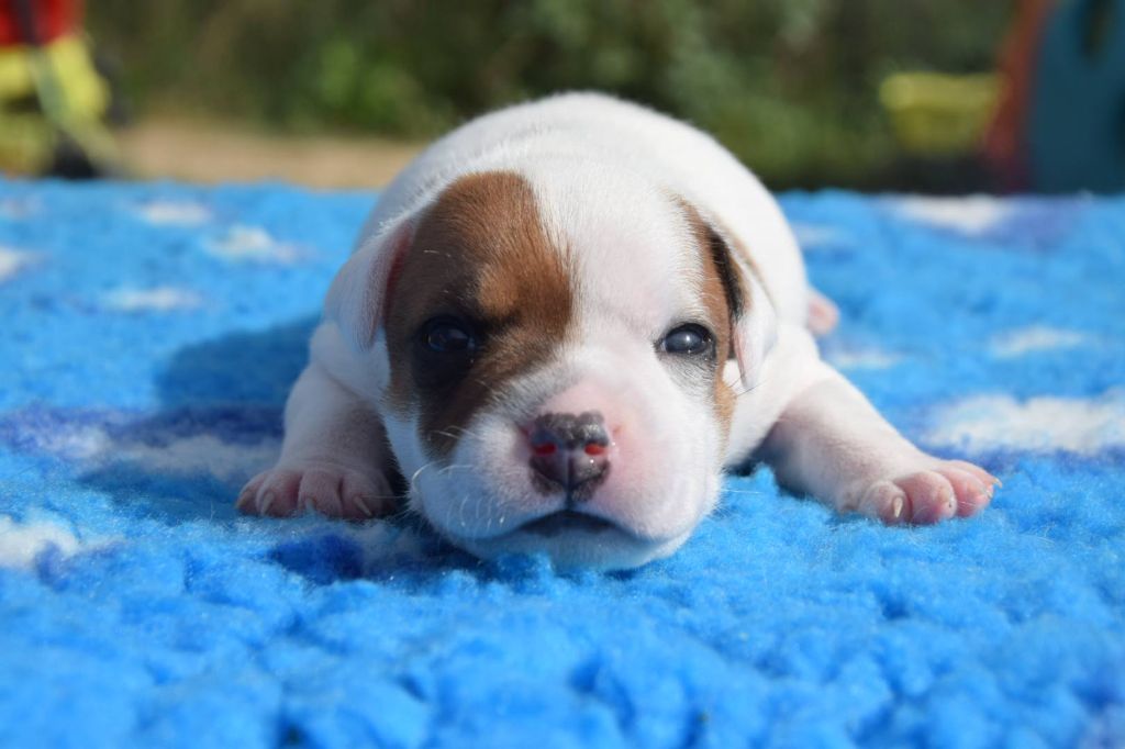 Du Royaume D'Alyah - Chiots disponibles - Staffordshire Bull Terrier