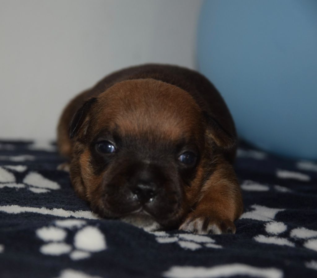 Du Royaume D'Alyah - Chiots disponibles - Staffordshire Bull Terrier