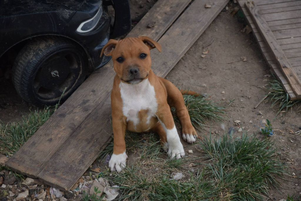 Du Royaume D'Alyah - Chiots disponibles - Staffordshire Bull Terrier