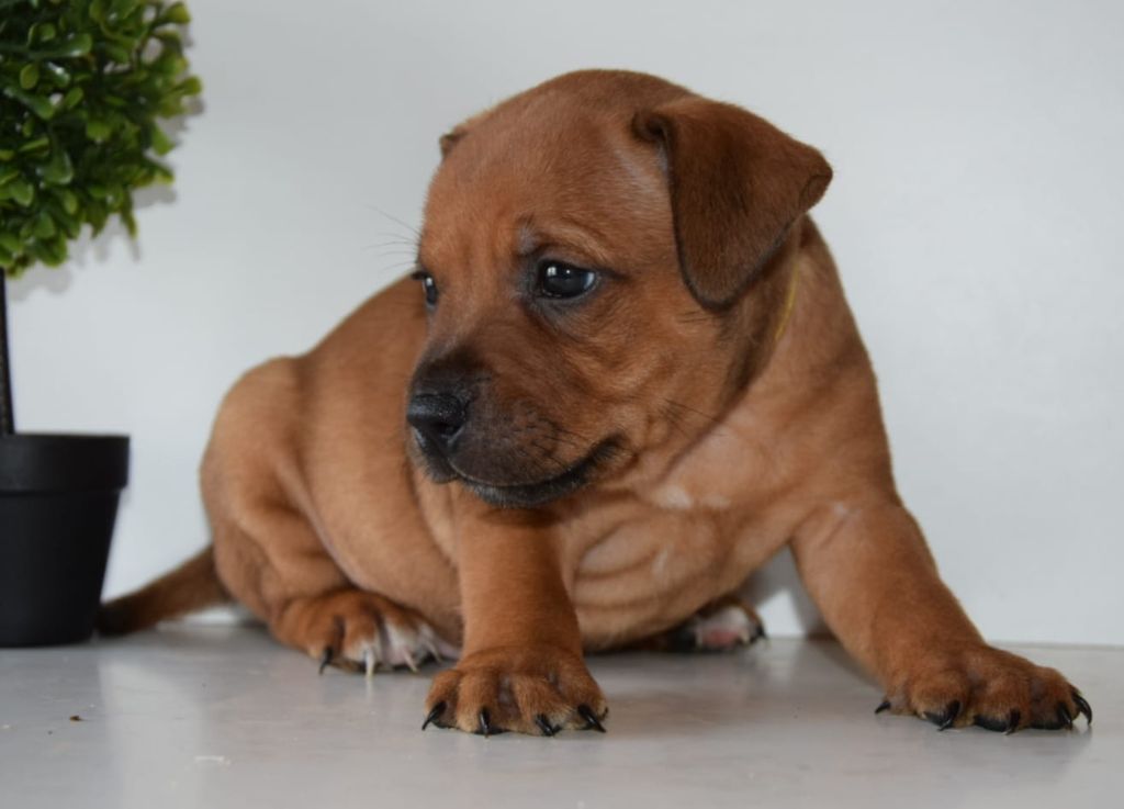 Du Royaume D'Alyah - Staffordshire Bull Terrier - Portée née le 21/09/2022