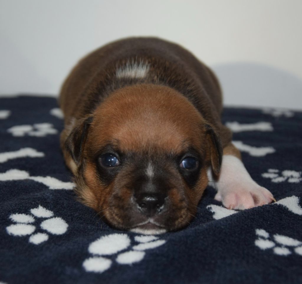 Du Royaume D'Alyah - Chiots disponibles - Staffordshire Bull Terrier